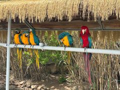 -西霞口神雕山野生动物世界