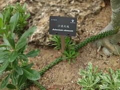-深圳仙湖植物园