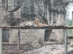 -成都动物园