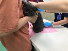 -北京观赏动物医院·24小时大型综合·猫专科·异宠专科