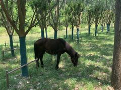 -合肥滨湖国家森林公园