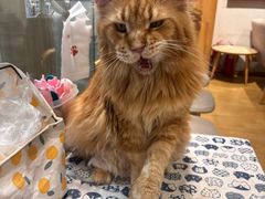 -藏猫猫咖啡主题馆(中央大道店)