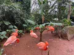 -海南热带野生动植物园