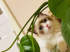 -猫十亿·布偶金渐层·曼基康矮脚猫舍(青年路店)