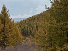 -苏木山森林公园