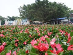 -松山湖梦幻百花洲