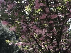 -洛阳市隋唐城遗址植物园
