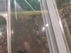 -鸿运兔·手撕烤兔(天府广场店)