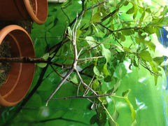 3.7-上海大自然野生昆虫馆