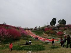 -秀丽东方