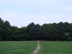 -上海共青森林公园