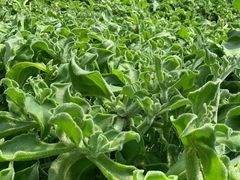 -万源龙顺度假庄园生态观光园