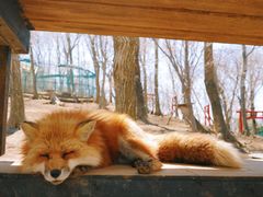 -宫城藏王狐狸村