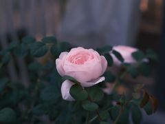 -三仟津花园咖啡馆