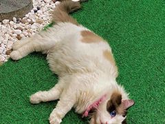 -白兔子密室(长寿路店)