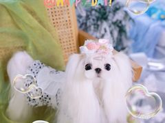 -萌宠之家·腊肠犬·马尔泰·小体犬舍
