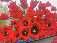 -荷兰花海