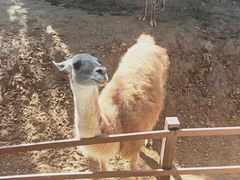 -石家庄市动物园