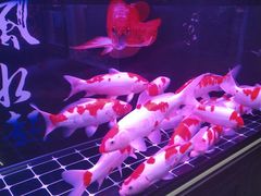 -花鸟鱼虫鲜花绿植市场(玉泉路店)