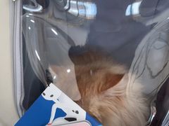 -伟伟宠物医院·瑞派猫友好医院·猫科(光谷店)