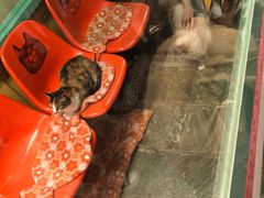 -猫咪博物馆(顶澳仔猫街店)