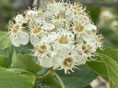 -潭柘厚院&山顶烤肉(潭柘寺店)