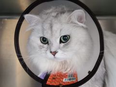 -芭比堂宠物医院·全科爱猫医院·仁德分院