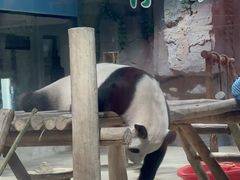 -栾川竹海野生动物园