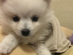 -艾贝尔宠物医院·狂犬免疫点(江山金象城店)