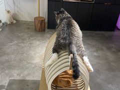 -more than meow吴止猫主题餐厅(承德 中船汇店)