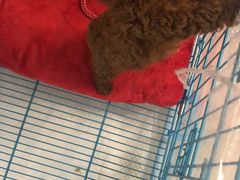 -翊宠yipet猫狗购宠庄园犬舍•猫舍