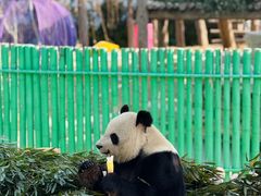 -西霞口神雕山野生动物世界