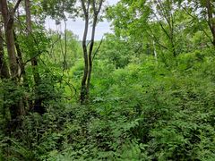 -青峰峡国家森林公园