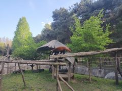 -沈阳森林动物园