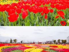 -荷兰花海