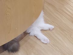 -滚猫咖啡·猫咖·猫友好撸猫(未来城店)
