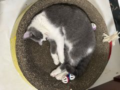 -瑞派福兴宠物医院犬猫全科·骨科·中西医结合(河东店)