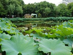 -陈家山荷花公园