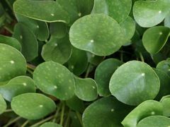 -丽江束河古镇-石莲古寺