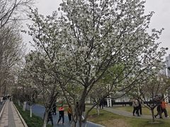-西北湖绿化广场