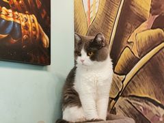 -猫小院猫主题餐厅(三里屯店)