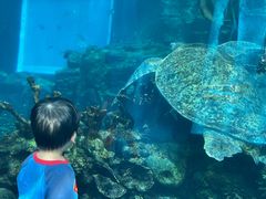 -海棠湾洲际-涛·海底餐厅·美人鱼·自助餐·海底隧道