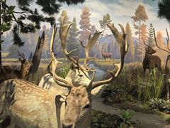 -陕西自然博物馆