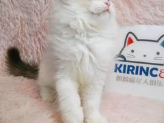 -十年猫舍·猫咪专门店(普陀店)