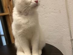 -猫色咖啡·猫咖