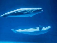 -芜湖新华联大白鲸海洋公园