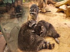 -正佳雨林生态植物园