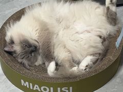 -瑞派宠物医院·犬猫全科·猫友好(宾水西道店)