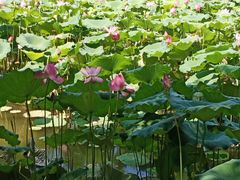 -八大山人梅湖景区