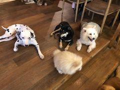 -萌喵咖啡屋(人民东路4号口M16商铺店)